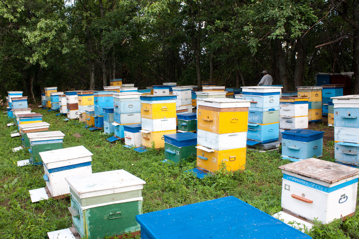 Где Можно Купить Пчелиный Мед